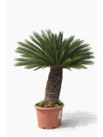 Cycas revoluta – 90- 100 cm pnia